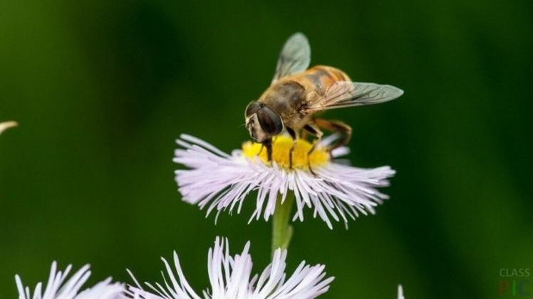 Бджілка на Ромен-цвіті