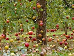 яблука осені