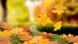 Maple-leaves-falling-in-autumn